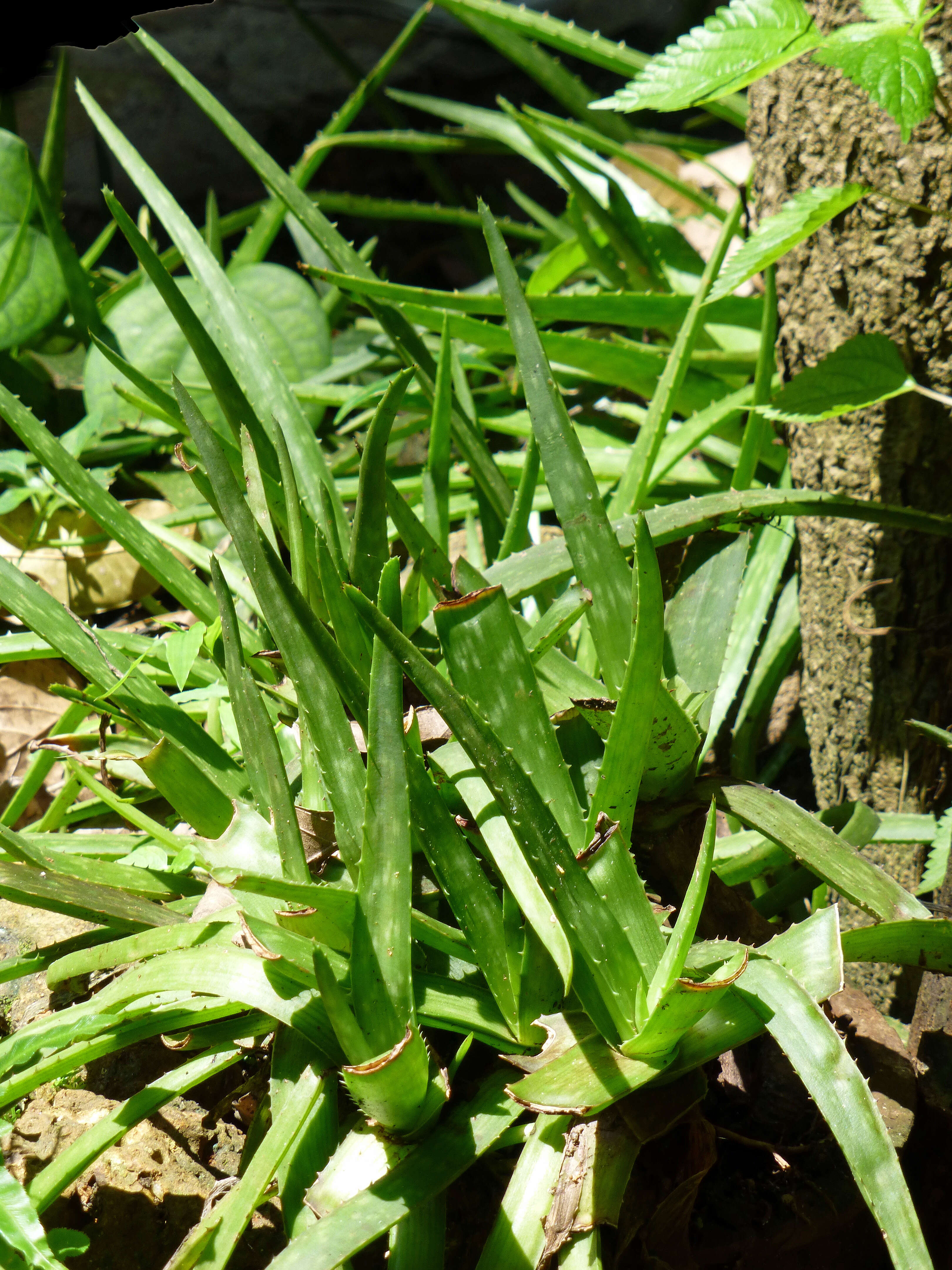 Image of Aloe vera