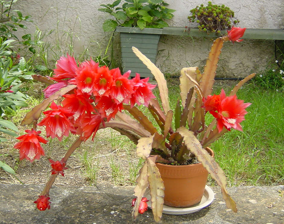 Image of Disocactus × hybridus (Van Geel) Barthlott