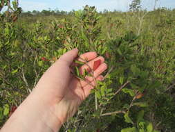 Image of rusty staggerbush