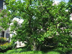 Image of Saucer magnolia