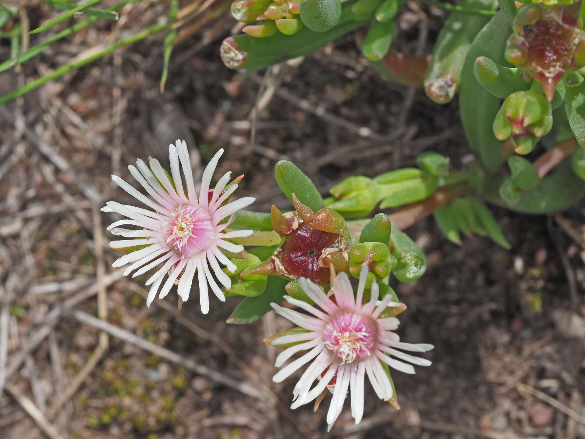 Image of Delosperma lineare L. Bol.