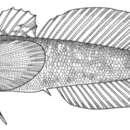 Image of Caspian freshwater goby