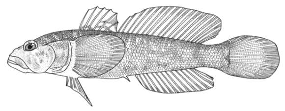 صورة Ponticola cyrius (Kessler 1874)