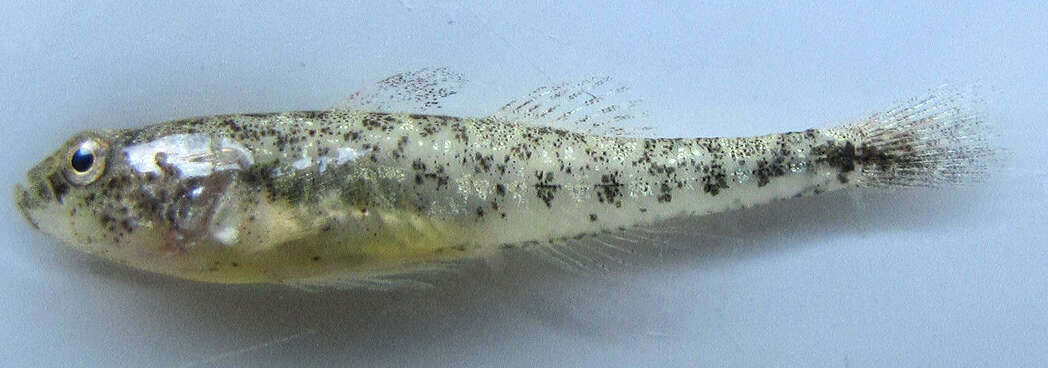 Image of Caucasian dwarf goby