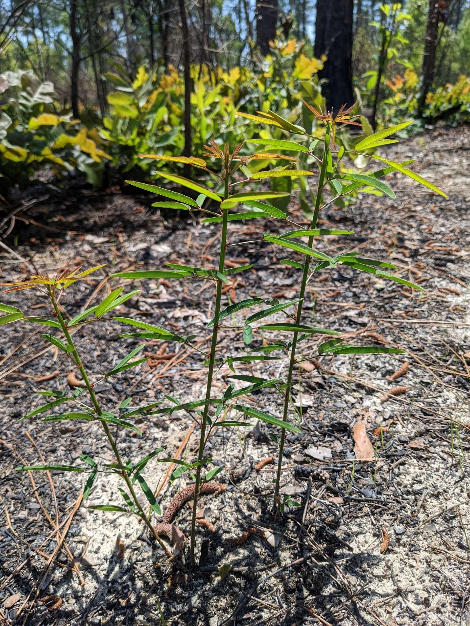 Sivun Desmodium strictum (Pursh) DC. kuva