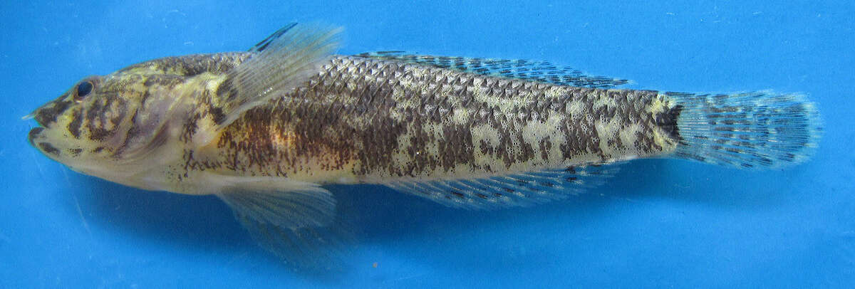 Image of Eastern tubenose goby