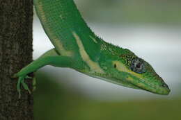 Image of Cuban Giant Anole