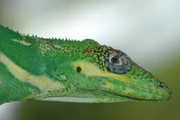 Image of Cuban Giant Anole