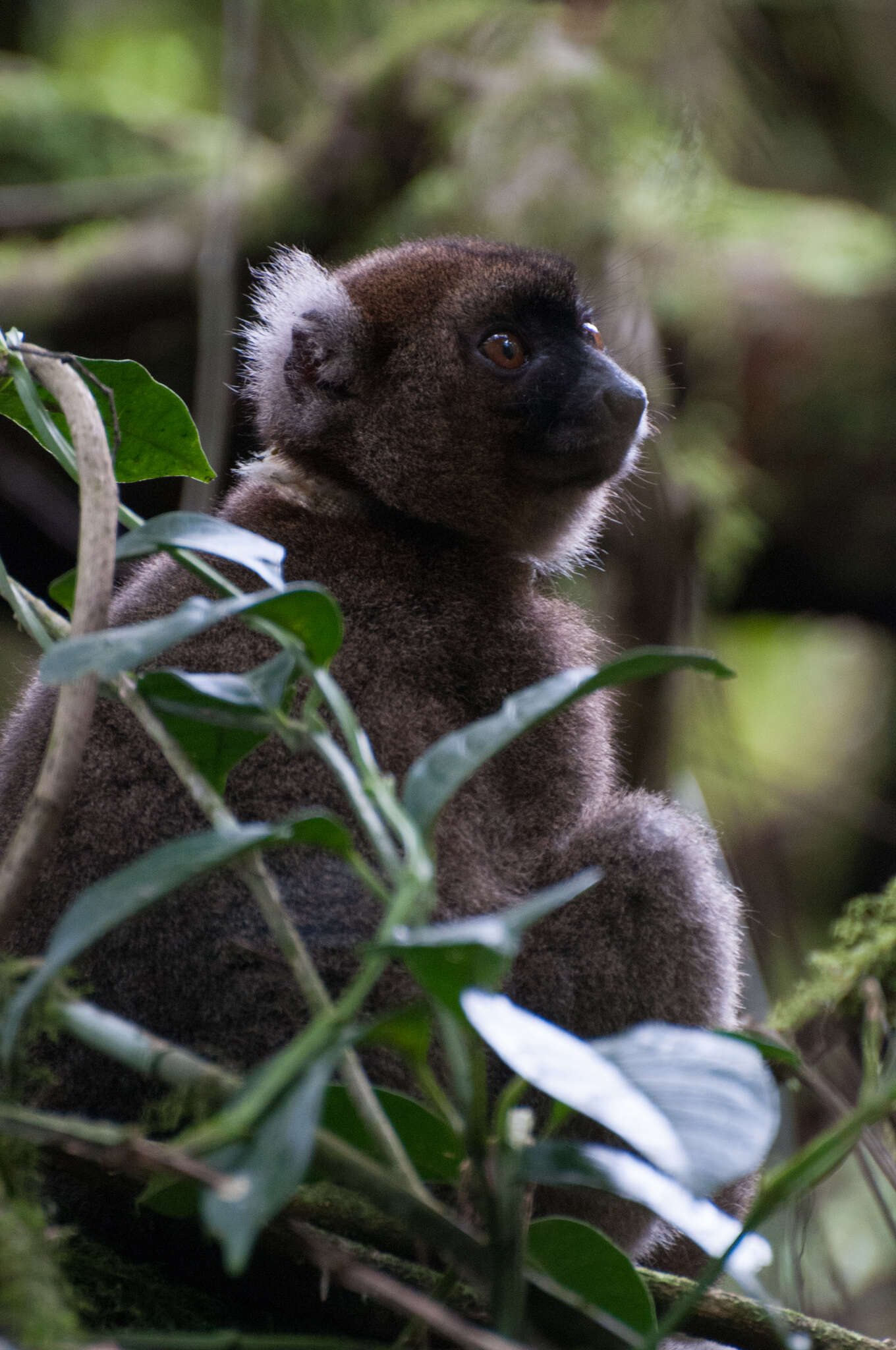 Image de Prolemur Gray 1870