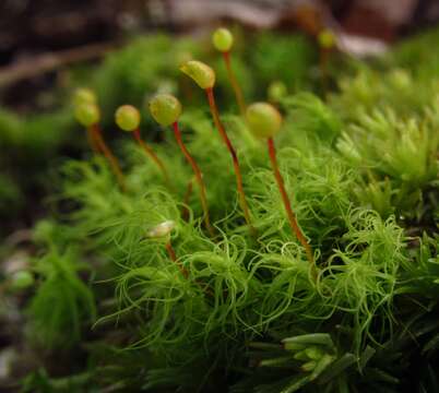 Image of Apple moss