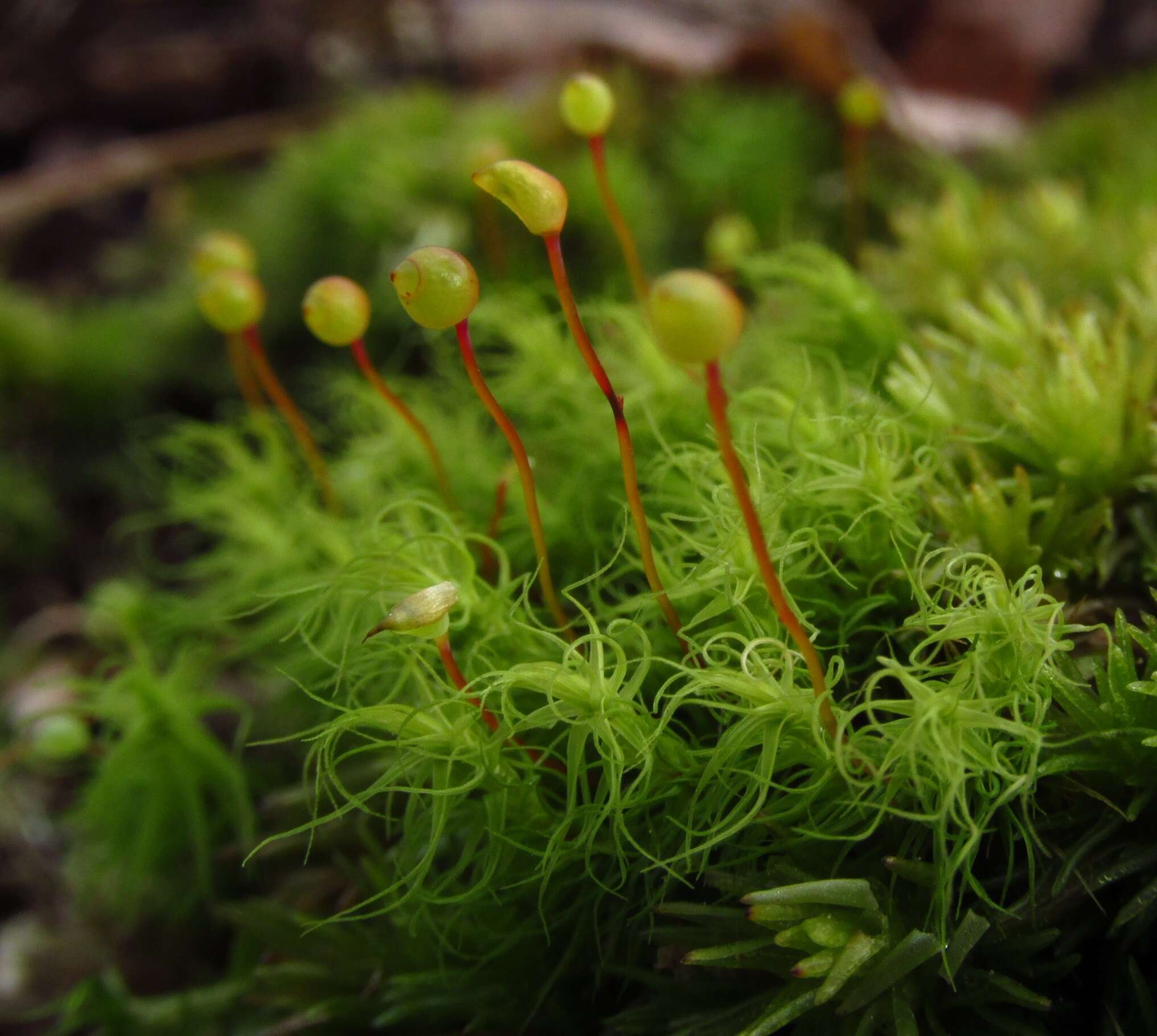 Слика од Bartramia pomiformis Hedwig 1801