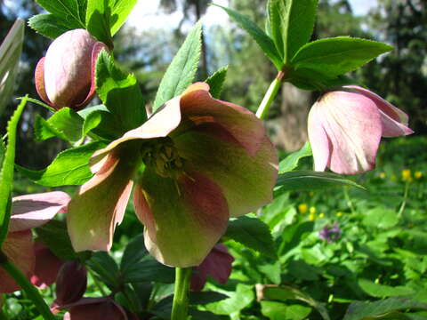 Image of lenten-rose