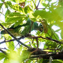 Plancia ëd Amazona ochrocephala panamensis (Cabanis 1874)