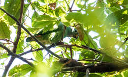 Plancia ëd Amazona ochrocephala panamensis (Cabanis 1874)