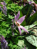 Image of Dog tooth lily