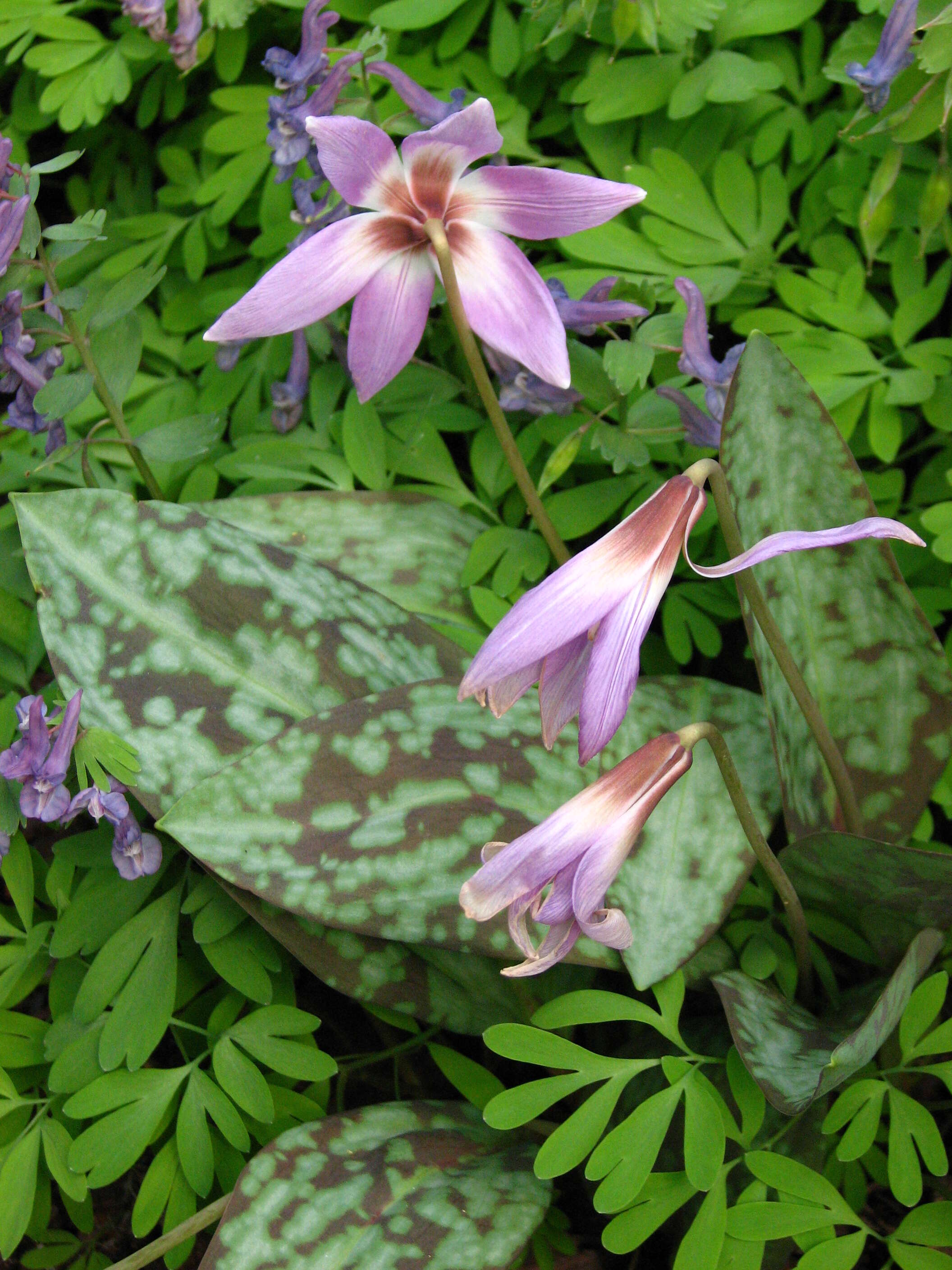 Image of Dog tooth lily