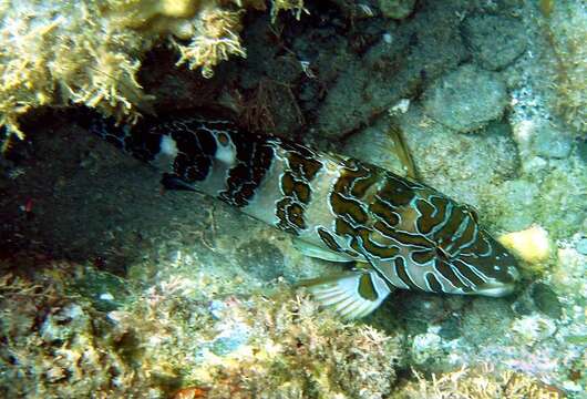 Image of Giant Hawkfish