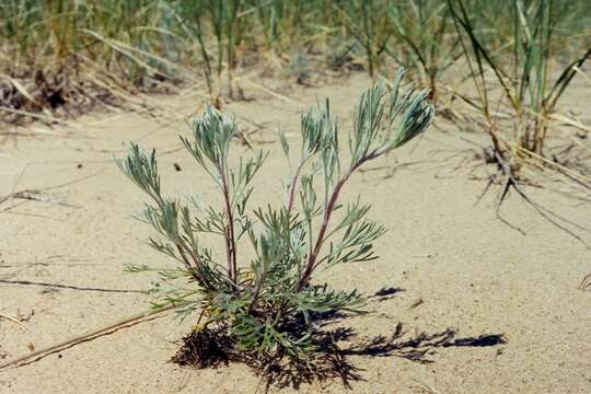 Image of field sagewort