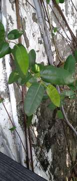 Ficus tinctoria Forst. fil. resmi