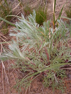 Image of field sagewort