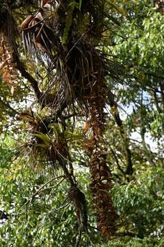 Image de Tillandsia prodigiosa (Lem.) Baker