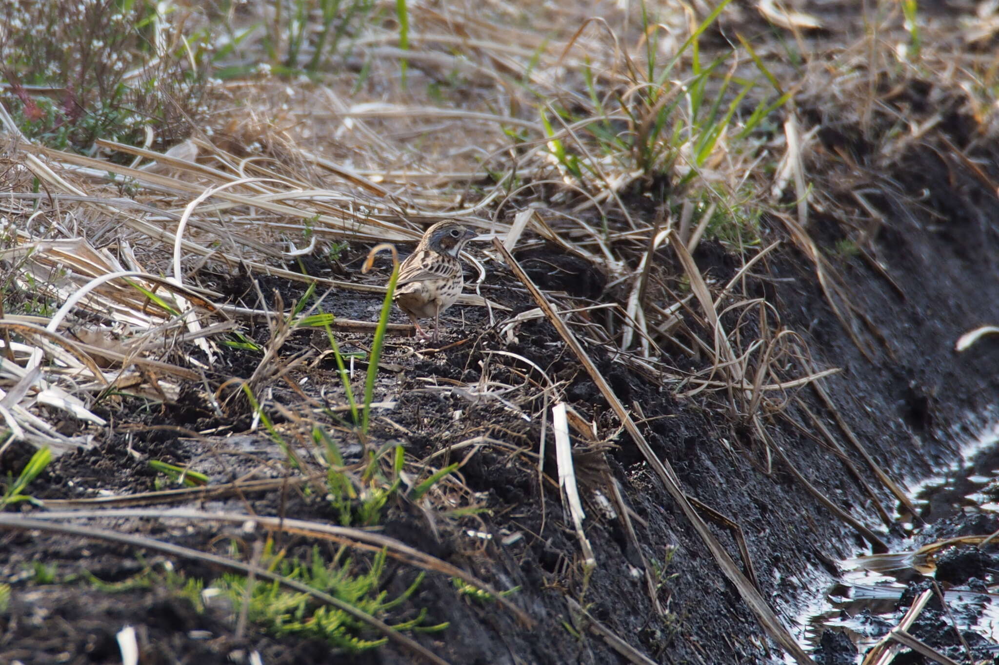 Image of Chestnut-eared Bunting