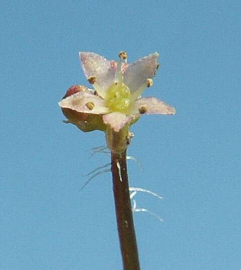 Image of Marsh Pennywort