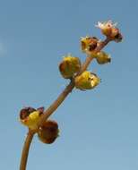 Image of Marsh Pennywort