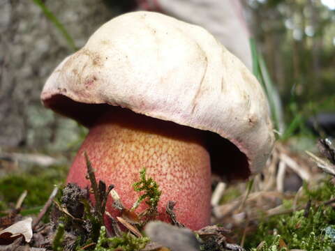 Image of Suillellus rubrosanguineus (Cheype) Blanco-Dios 2015