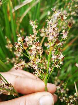 Слика од Juncus lomatophyllus Spreng.