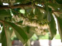 Image of Elaeocarpus sylvestris (Lour.) Poir.