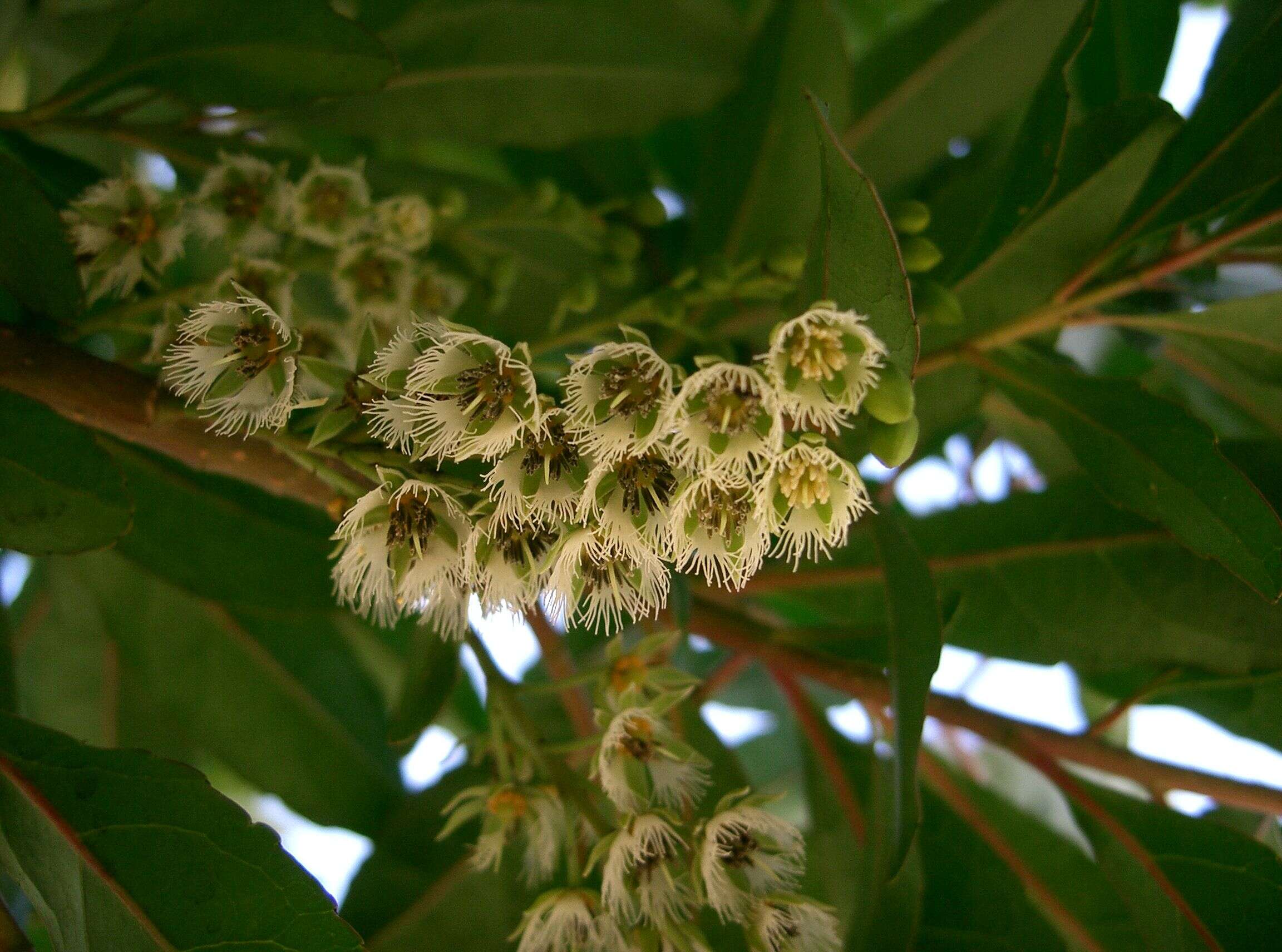 Image of Elaeocarpus sylvestris (Lour.) Poir.