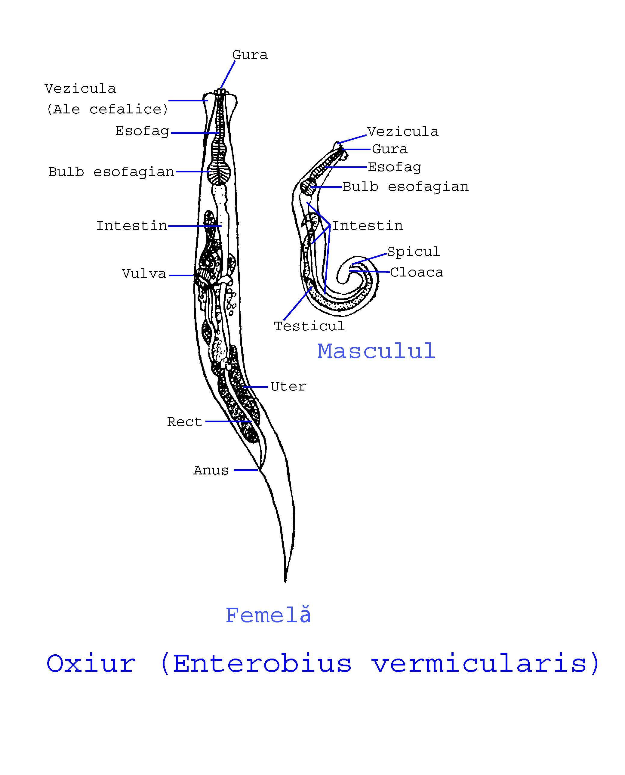 Imagem de Enterobius
