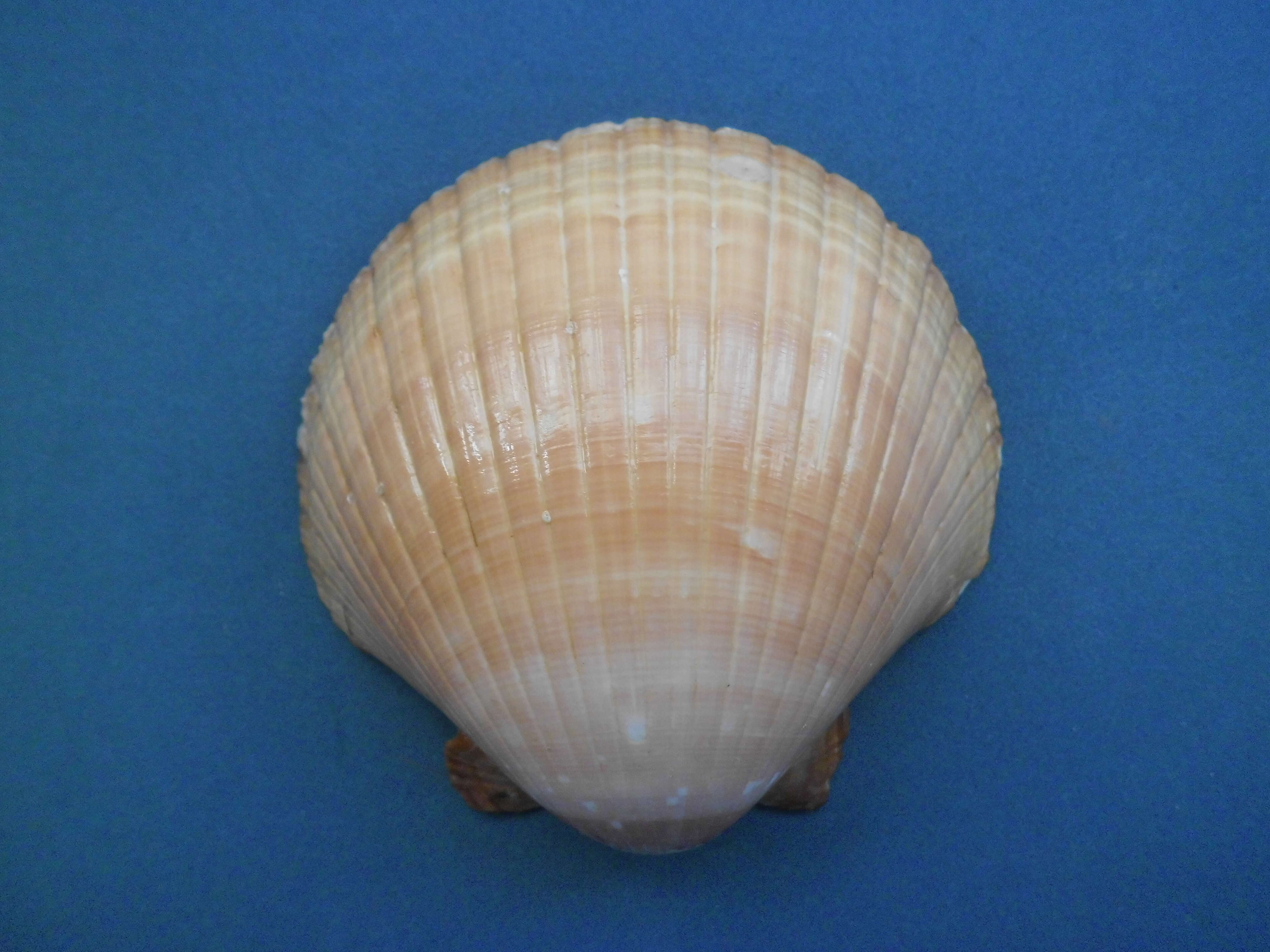 Image of Bermuda sand scallop