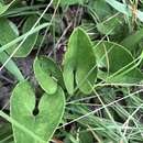 Imagem de Hexastylis arifolia var. ruthii (Ashe) H. L. Blomq.