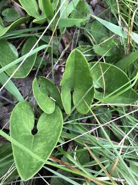 Imagem de Hexastylis arifolia var. ruthii (Ashe) H. L. Blomq.