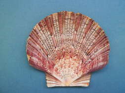 Image of Bermuda sand scallop