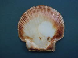 Image of Bermuda sand scallop