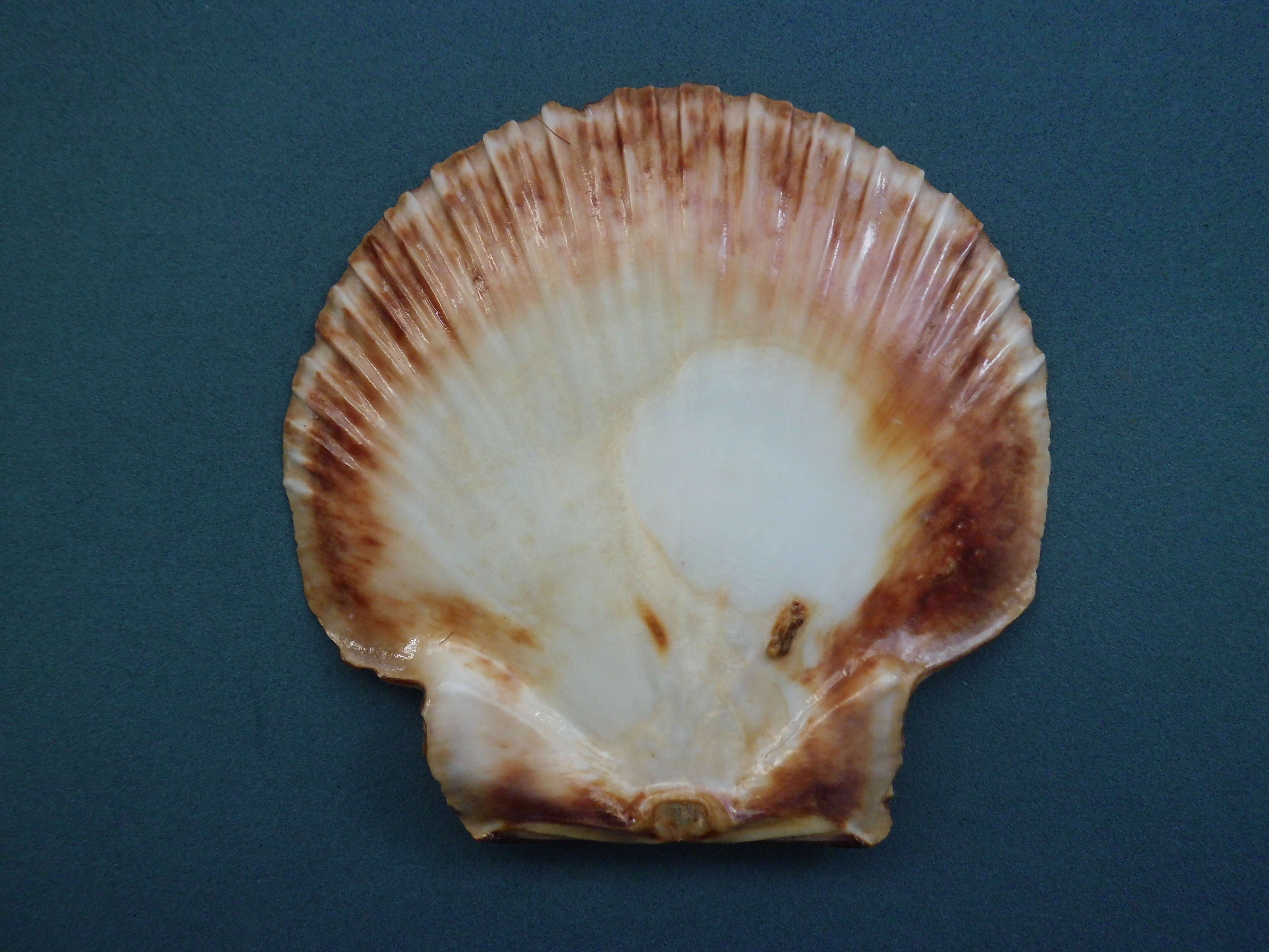 Image of Bermuda sand scallop