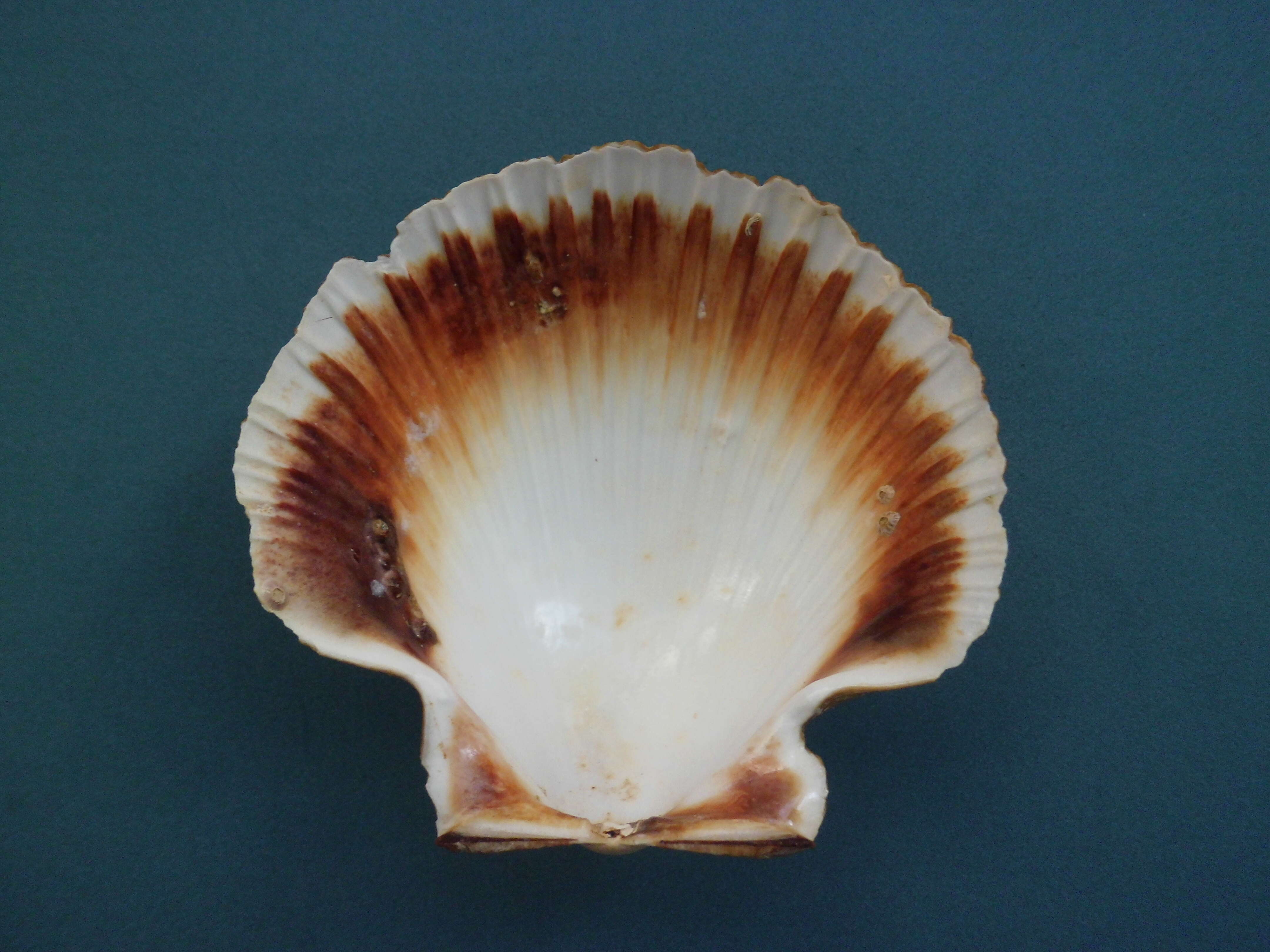 Image of Bermuda sand scallop