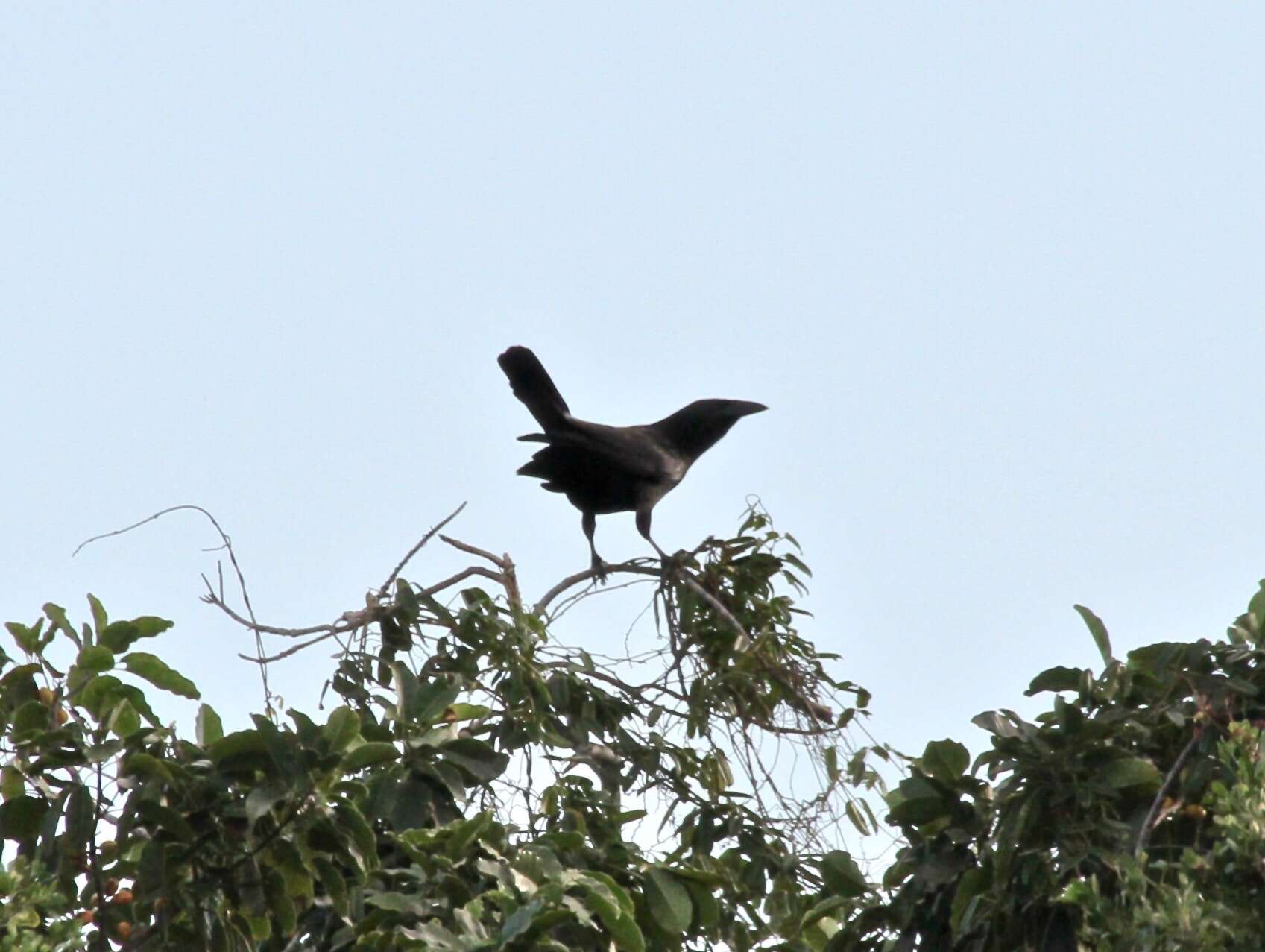 Слика од Corvus nasicus Temminck 1826