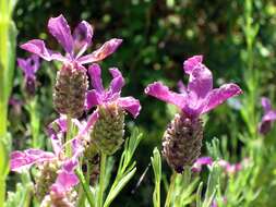 Image of French lavender