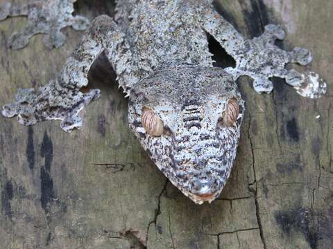 صورة Uroplatus fimbriatus (Schneider 1797)