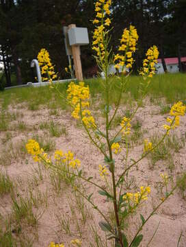 Image of black mustard