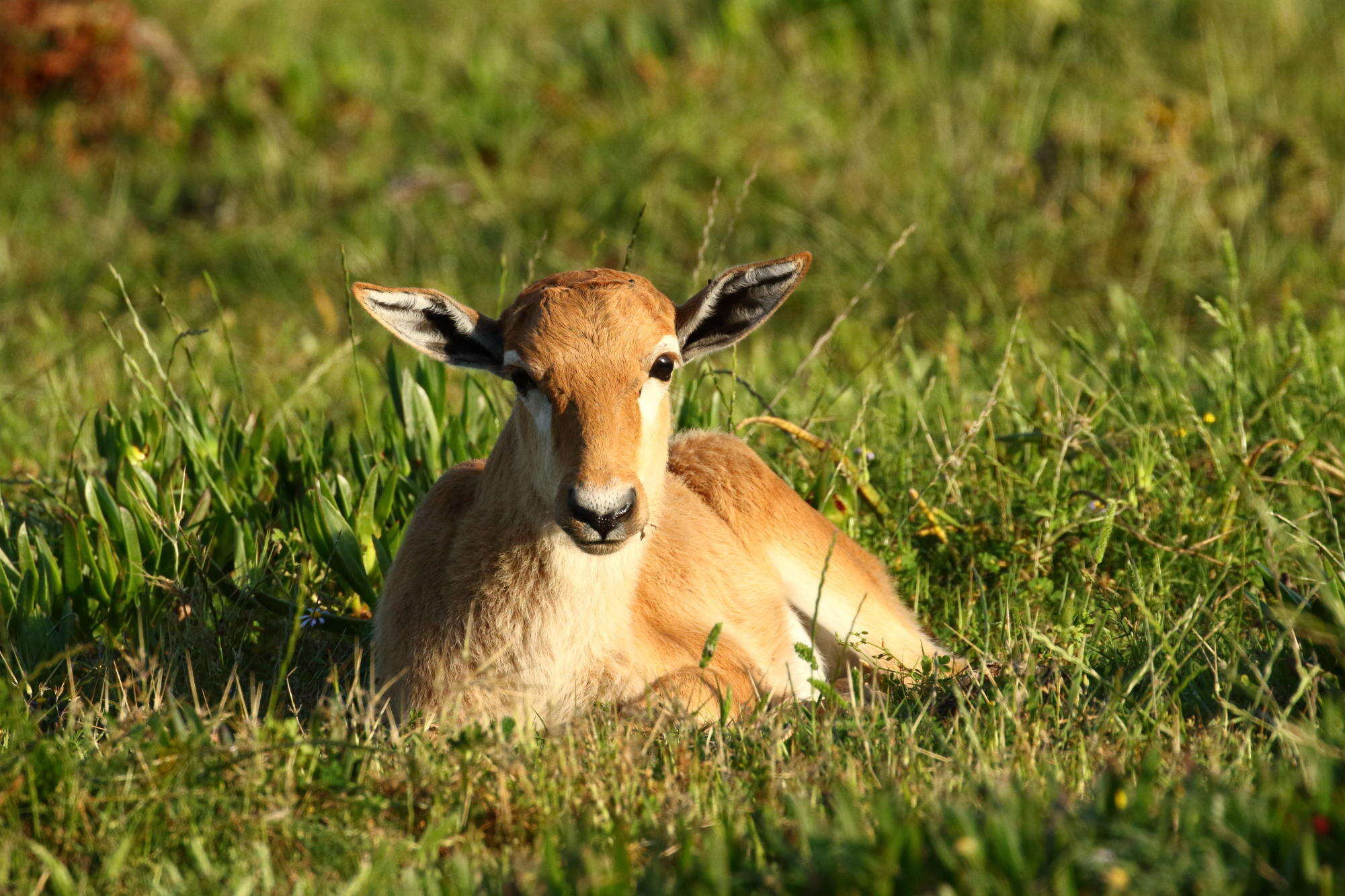 Image of Bontebok