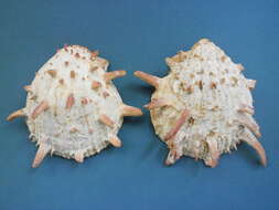 Image of American thorny oyster