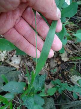 Imagem de Oryzopsis racemosa (Sm.) Ricker ex Hitchc.