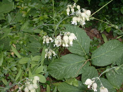 Image of Bladder Campion