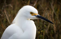 Image of Egretta Forster & T 1817