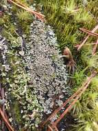 Plancia ëd Cladonia parasitica (Hoffm.) Hoffm.